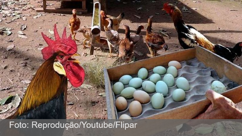 Mais caro que carnes nobres: galinhas exóticas põem ovos que custam R$ 300 no interior de SP