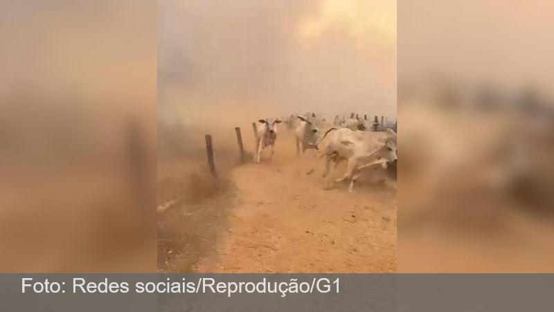 Vídeo mostra gado fugindo do fogo em fazenda atingida por incêndio em Goiás