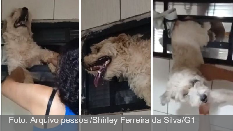 VÍDEO: cachorro fica preso em grade de janela após queima de fogos em jogo do Brasil na Copa