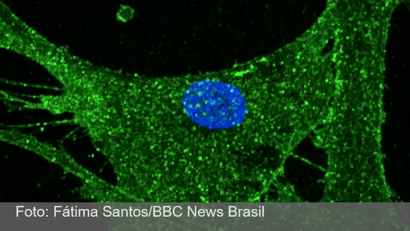 Cientistas rejuvenescem em 30 anos células de pele humana