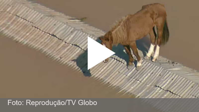 VÍDEO: cavalo fica ilhado em telhado de casa em Canoas