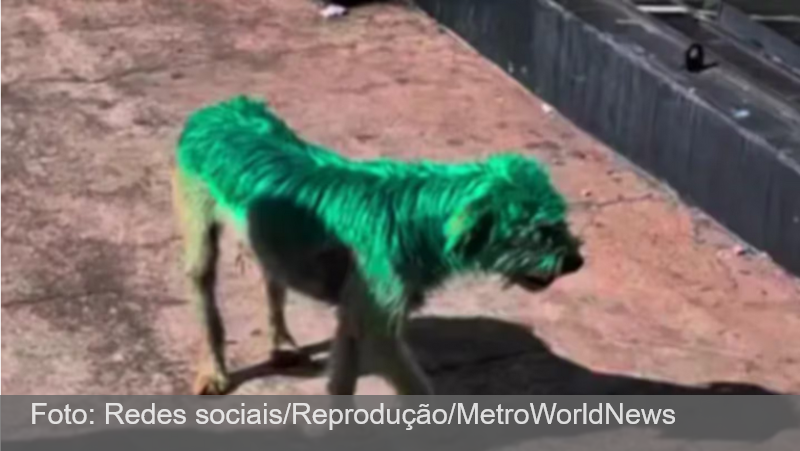 Polícia investiga maus-tratos contra cachorro que foi todo pintado de verde e solto em cidade no Paraná