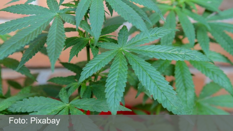 Anvisa aprova pedido e autoriza Embrapa a pesquisar cultivo de cannabis