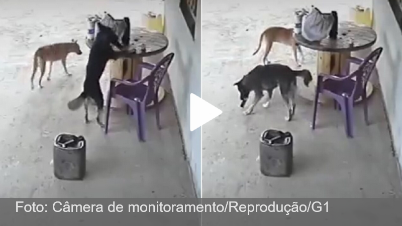 VÍDEO: cão vira-lata invade casa, ‘furta’ celular e foge no Ceará