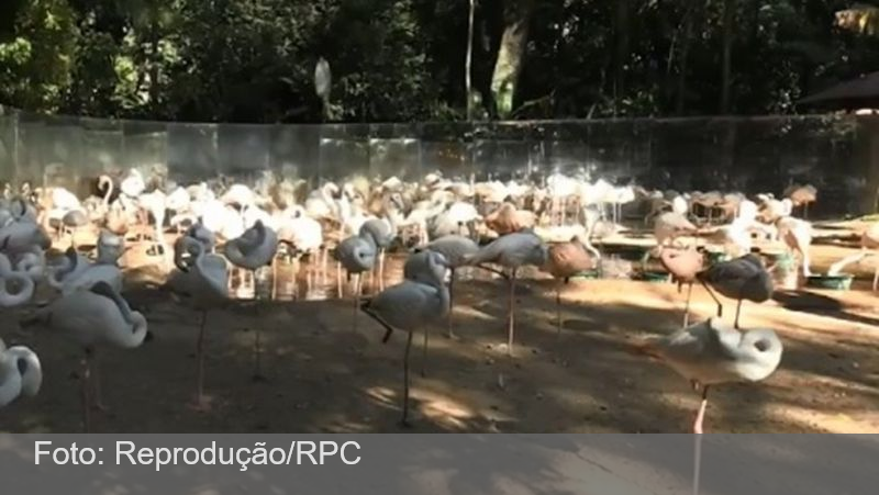 Ataque de onças em parque deixa 172 flamingos mortos no Paraná