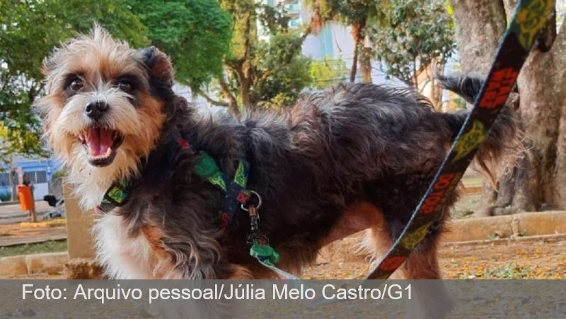 Morre cadela atacada por pitbull solto e sem focinheira no bairro Bom Pastor, em Juiz de Fora