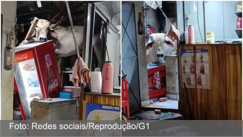 Vaca cai em telhado da cozinha de um bar e causa prejuízos no interior do Ceará