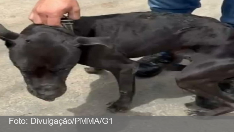 Homem é preso após tentar matar cão a pauladas em Juiz de Fora