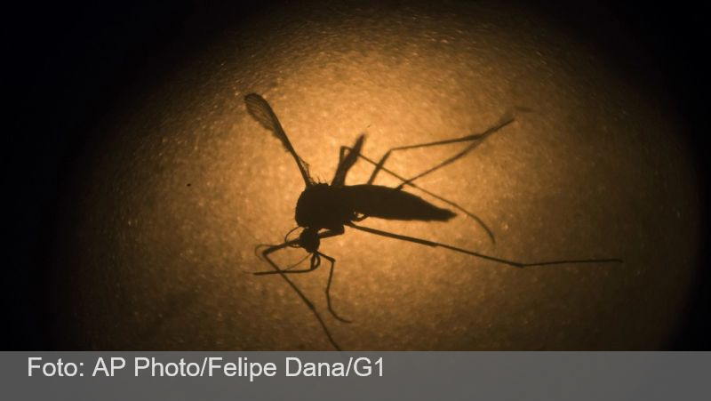 Brasil bate recorde com 1.116 mortes por dengue em 2024