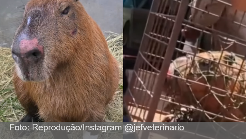 Capivara agredida no Rio teve traumatismo craniano, edemas e sangramentos, diz veterinário