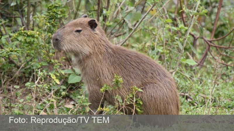 Justiça concede guarda provisória de capivara a influencer do as - Já  é notícia