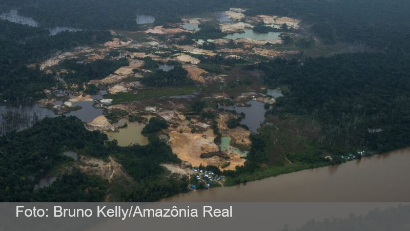 Exploração de madeira avança em três Estados da Amazônia, mostra estudo