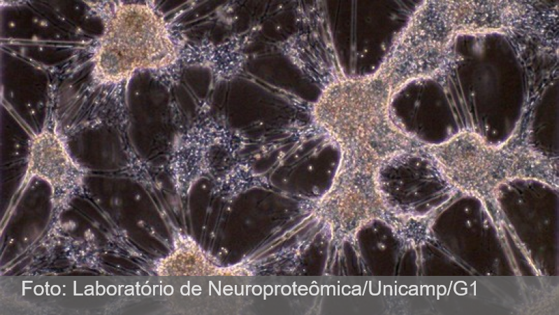Cientistas brasileiros criam minicérebros e neurônios em laboratório para estudar depressão