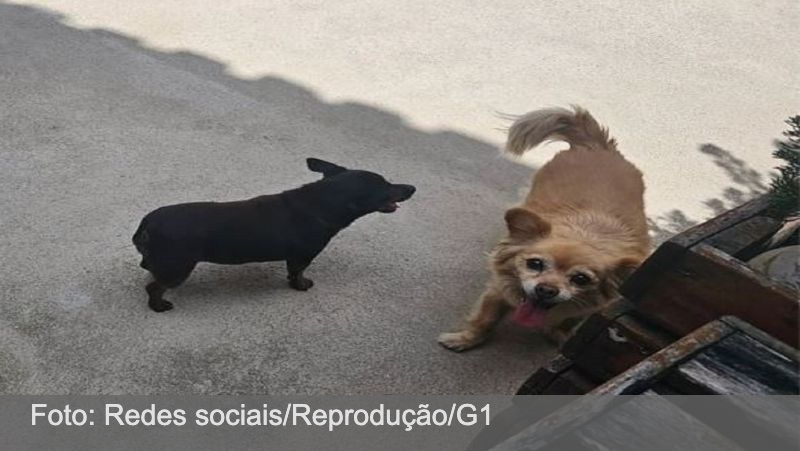 ‘Saíram saudáveis e voltaram mortas’, diz tutora de cadelas atacadas dentro de carro de pet shop em Barbacena