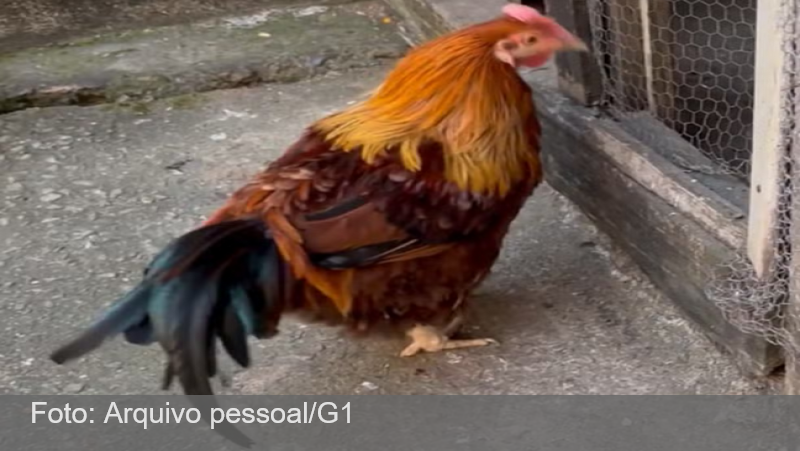 Penas longas, canto forte e não bota ovo: galinha com jeito de galo chama atenção em MG; VÍDEO