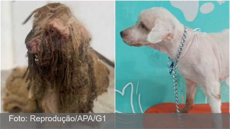 Cão resgatado com 3 kg de sujeira vence ação contra ex-tutora e deve receber indenização de R$ 7 mil